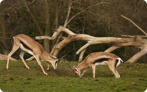 Gazelle Gazelle