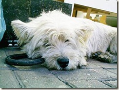 Westie Hightland White Terrier de rua