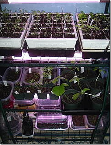 Greenhouse2