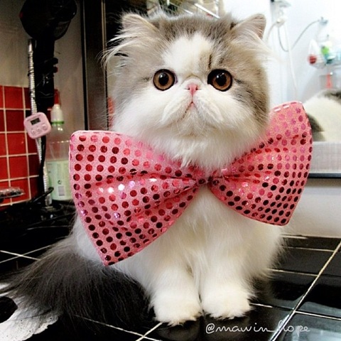 [hope-cat-instagram-18%255B2%255D.jpg]