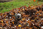 Ahh yes - now I get to bask in my soft sunny pile of leaves.