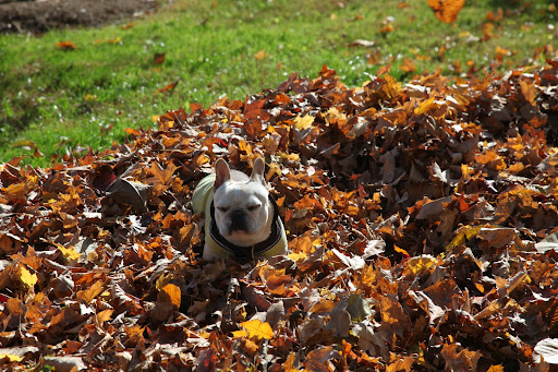 Ahh yes - now I get to bask in my soft sunny pile of leaves.