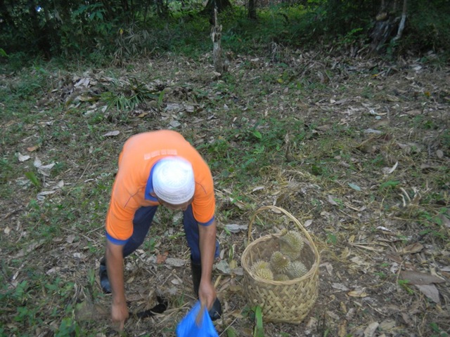 [durian%2520balik%2520pulau%252013%255B2%255D.jpg]