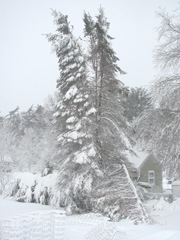 Blizzard 2.9.2013 taken from back door split spruce tree12