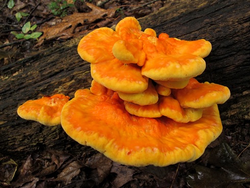 young Laetiporus sulphureus close up young Laetiporus sulphureus close up
