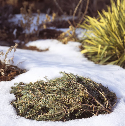 After the Holidays: A recycling tip for your Christmas tree. Use boughs to mulch perennials. Laid down after the ground has frozen, they help reduce damage from freeze-thaw cycles.