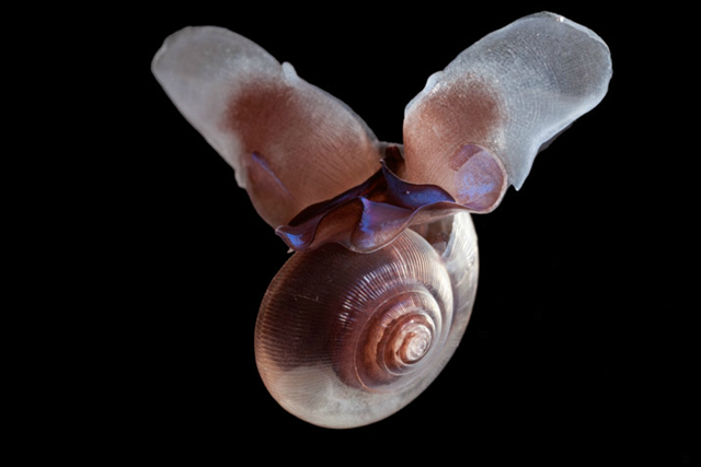 This sea butterfly is a kind of pteropod, a swimming snail just a half inch across. It's the dominant zooplankton in polar waters, nicknamed the "potato chip of the sea" because fish and other predators eat so many. Within five years (by 2016) parts of the Arctic Ocean will be corrosive to its shell. David Liittschwager / nationalgeographic.com