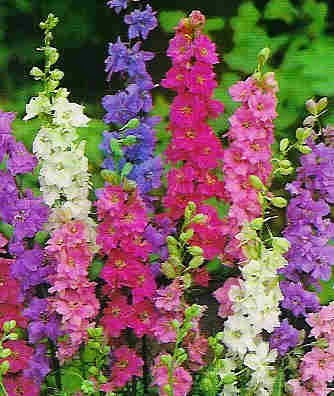 [Aleli%2520Gigante%2520de%2520Niza%255B3%255D.jpg]