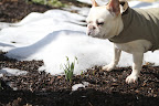 Franny, there are more snowdrops in this garden!