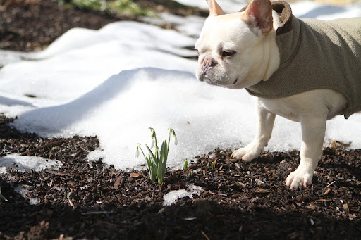 Franny, there are more snowdrops in this garden!