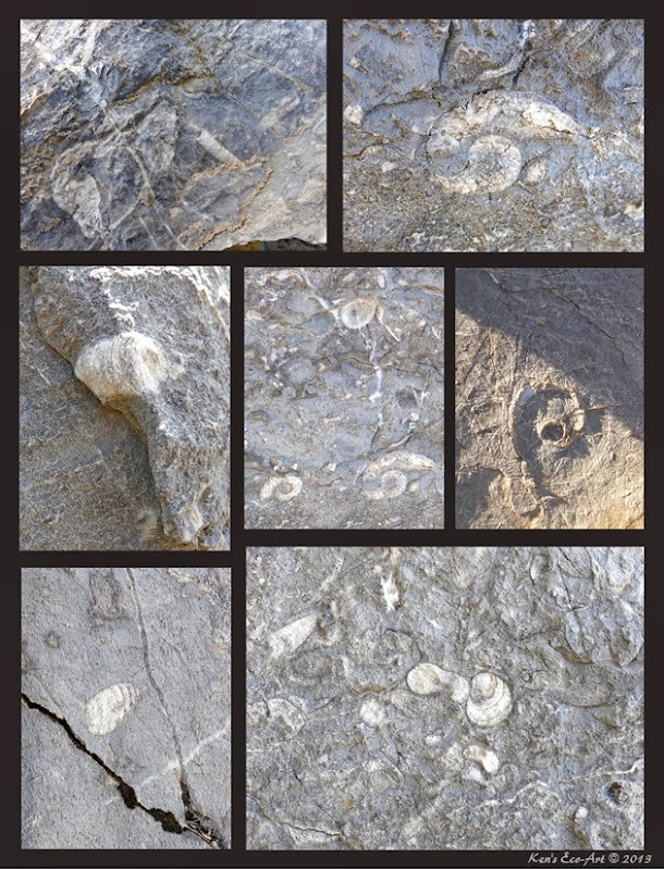 Mudmound Fossils-2