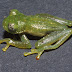 Centrolene%252520%252528icn%25252024293_caqueta%252529