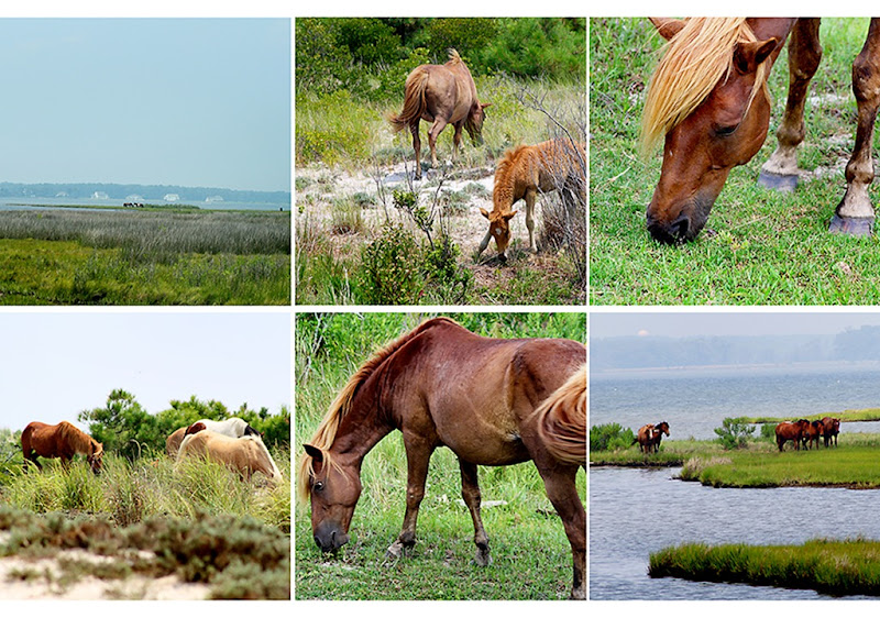 pony collage-web