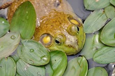 DSC_0266.JPG