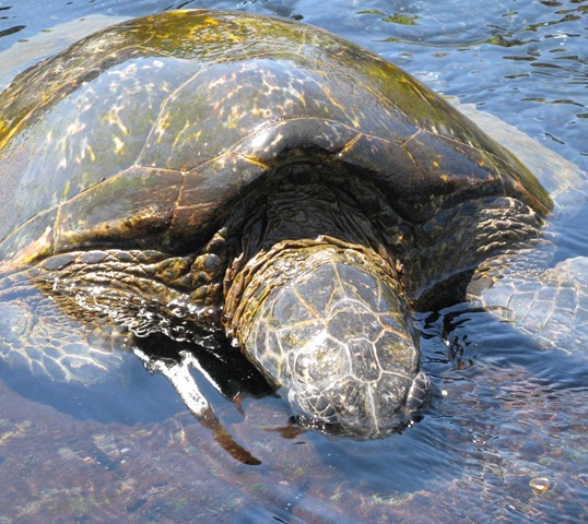 [IMG_8255CROPPED2.jpg]