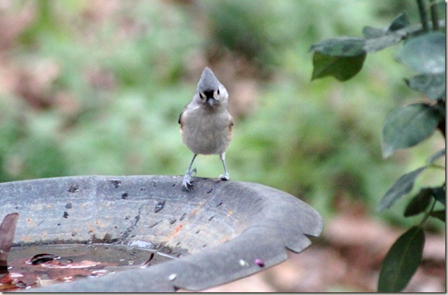 Google eyed Titmouse