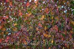 23 - Glória Ishizaka - Folhas de Outono