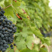 filari collemoro015x3.jpg