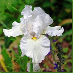 White Iris germanica