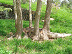 I don't know the story behind this interesting birch tree - if the younger trees surrounding the big cut trunk were planted or suckered out, if this was deliberate or not - but it represents the kind of plant artistry that Chanticleer excels at.