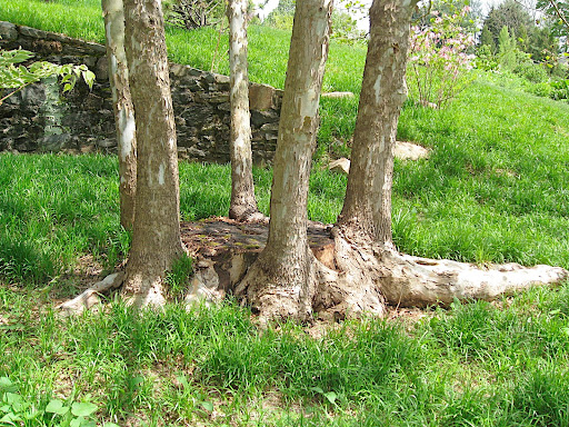 I don't know the story behind this interesting birch tree - if the younger trees surrounding the big cut trunk were planted or suckered out, if this was deliberate or not - but it represents the kind of plant artistry that Chanticleer excels at.
