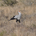 Secretary Bird
