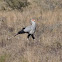 Secretary Bird