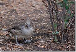 aviary50