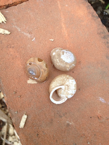 20120531 snail shells