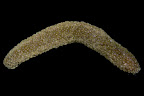 Holothuria turriscelsa. Kosrae, Federated States of Micronesia.