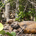 Gopherus polyphemus and Procyon lotor