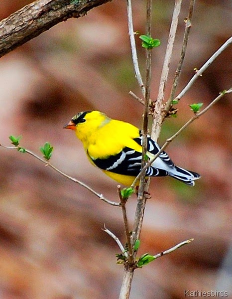 6. goldfinch Andover-kab