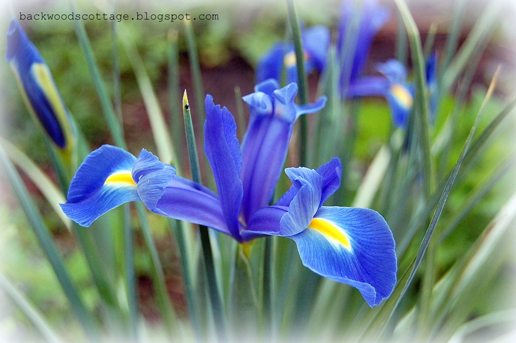 [blue%2520dutch%2520iris%255B5%255D.jpg]