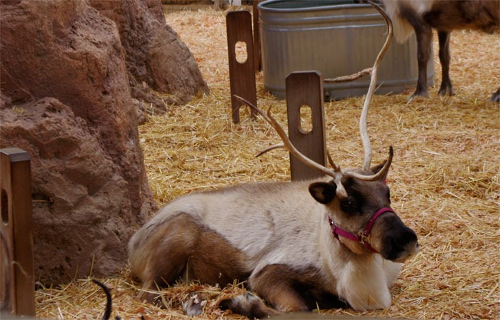 [reindeer2%255B4%255D.jpg]
