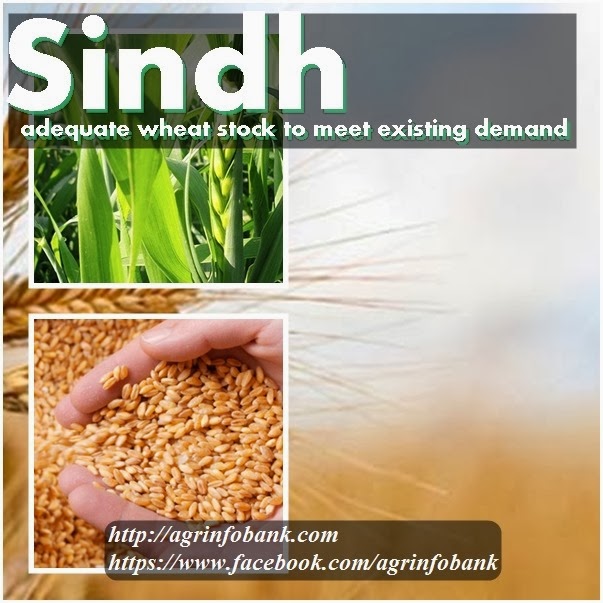 [Sindh%2520has%2520adequate%2520wheat%2520stock%2520to%2520meet%2520existing%2520demand%255B3%255D.jpg]