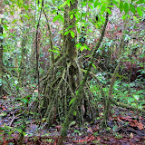Árvore com raízes flutuantes - Rio Celeste - Costa Rica