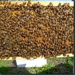 good brood good brood