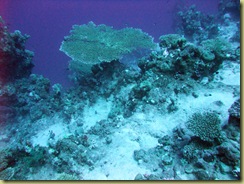 Large Table Coral-1
