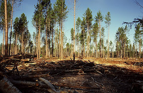 Forest Stewardship - This recent harvest is on Blandin Paper Company timberland near Grand Rapids, Minnesota. Aspen and balsam fir were removed and red pine was saved to provide shade for eastern white pine seedlings that will be planted beneath them. There is a concerted effort underway to bring back white pine in Minnesota's forests.