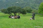 Un vecino cabrero, con su perro y algunas de sus cabras.