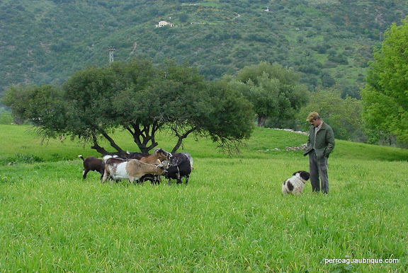 Un vecino cabrero, con su perro y algunas de sus cabras.