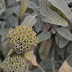Starry Greens Pgphoto