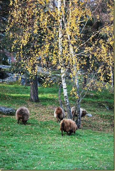 Autumn 2011 - Viking Sheeps 4 Oct 16