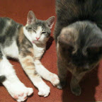 dilute_and_torti_Cameron.jpg