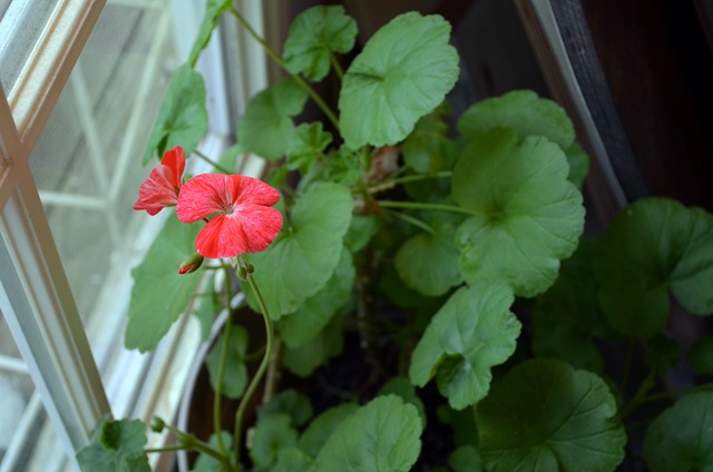 pelargonium