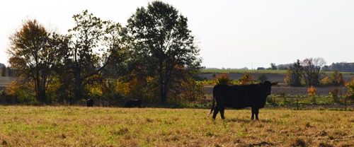 [cows%2520in%2520the%2520fall3%255B3%255D.jpg]