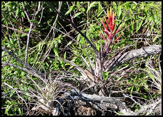 20a - Airplant