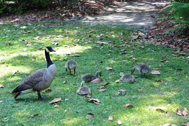 [BabyGeese%2520%25281%2520of%25201%2529%255B4%255D.jpg]