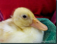 IMG_4399 IMG_4399
