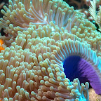 Anemone mit Fisch, Komodo